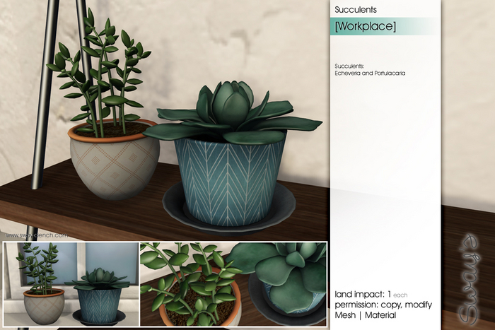 Sway's [Workplace] Succulents