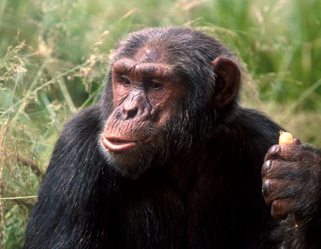 Chimp Noises gesture