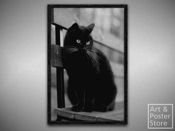 Black Cat | Photo Poster | Mesh Frame with 6 texture options 