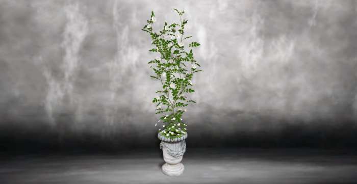 Flower pot white white flowers