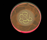 Bronzer