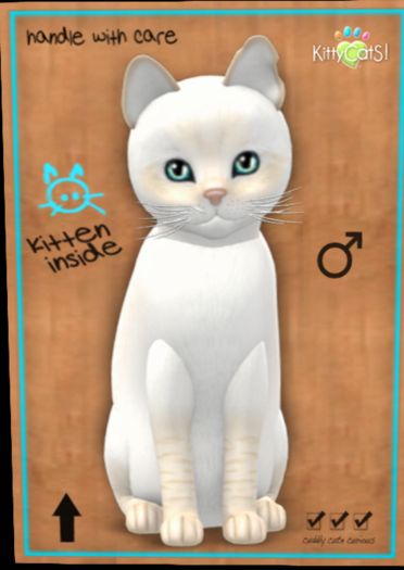  KittyCatS - Balinese - Cream Lynx  