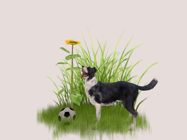 DOG WITH BALL