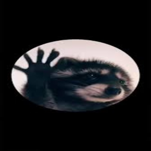 Tiktok Dancer | Pedro Racoon