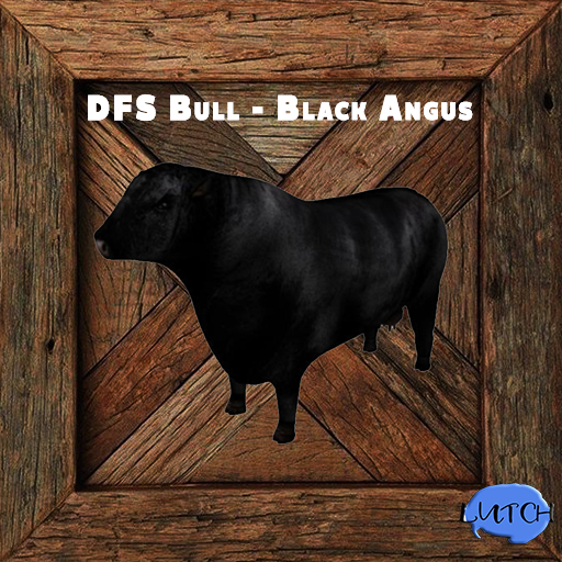 DFS Bull - Black Angus 