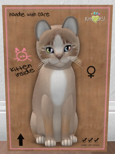 KittyCatS Box - New Born Kitten