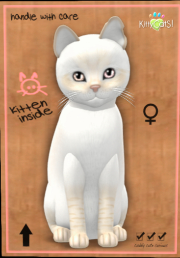 KittyCatS - Balinese - Cream Lynx
