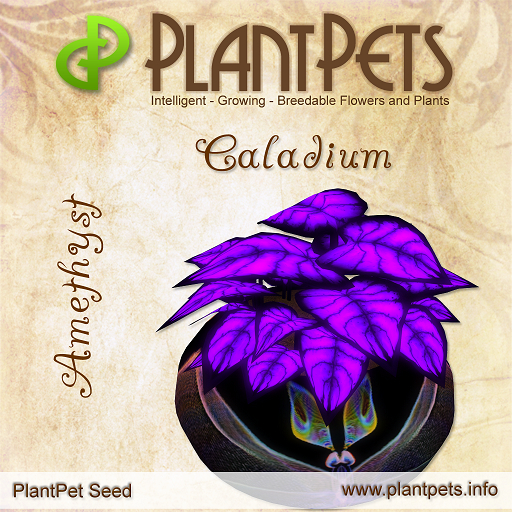 PlantPet Seed [Caladium *Amethyst*] RARE