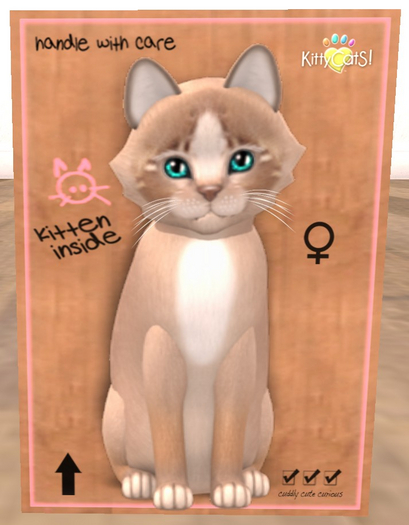 KittyCatS Box - New Born Kitten