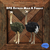 DFS Ostrich Male & Female (2 items)
