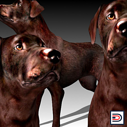 [Danielito] Brown Labrador Dog