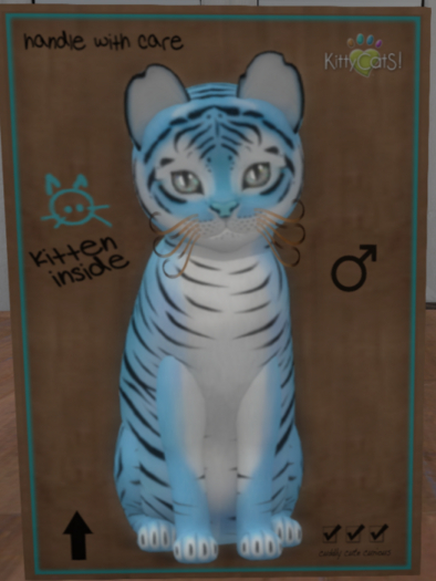 KittyCatS New Born Kitten