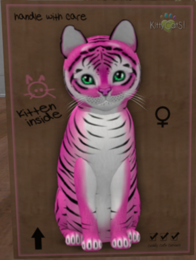 KittyCatS New Born Kitten