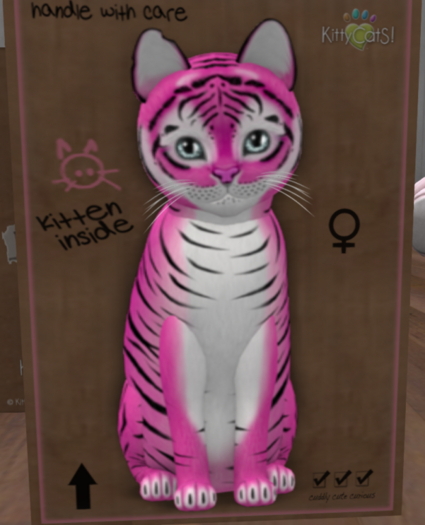 KittyCatS New Born Kitten