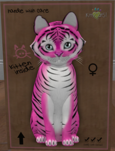 KittyCatS New Born Kitten