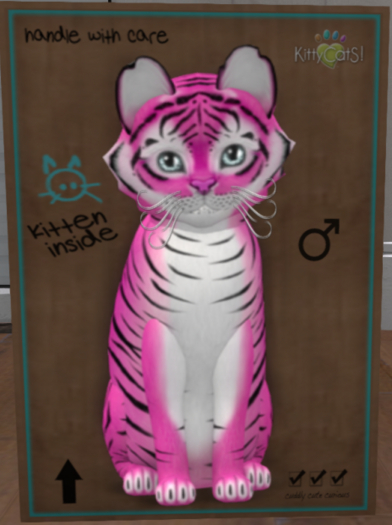 KittyCatS New Born Kitten