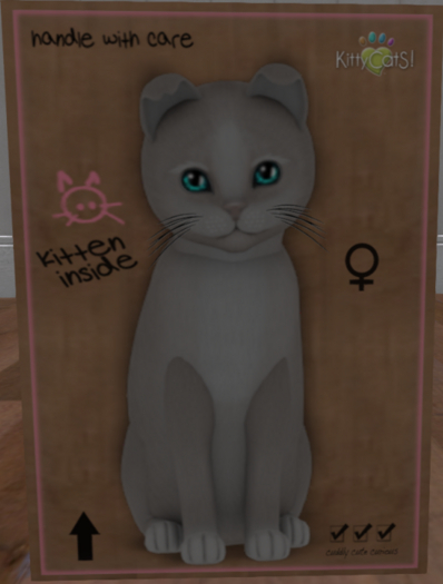 KittyCatS New Born Kitten