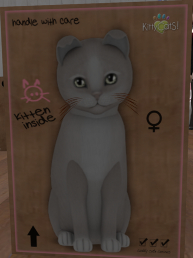 KittyCatS New Born Kitten