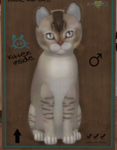 KittyCatS New Born Kitten