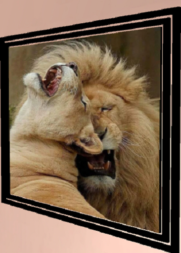 Lion Love