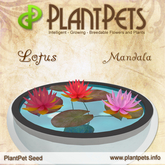 PlantPet Seed [Lotus *Mandala*]