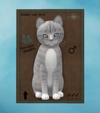 European Shorthair - London Fog - Dream