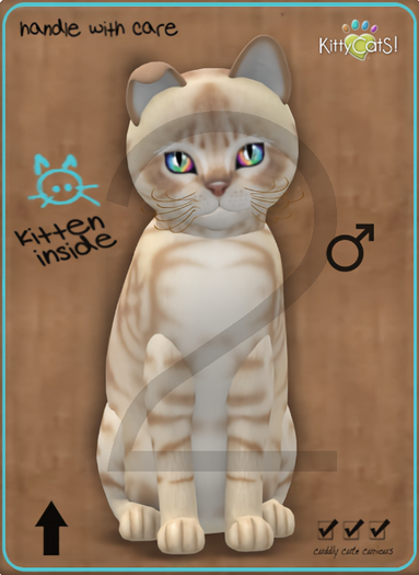 KittyCatS Box - 9T-M Australian Mist - Fawn / Normal - Twinkle - Bent Boo Boo