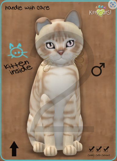 KittyCatS Box - 9T-M Australian Mist - Fawn / Normal - Twinkle - Big Boo Boo