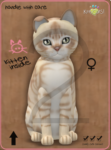 KittyCatS Box - 9T-F Australian Mist - Fawn / Normal - Blush - Bent Boo Boo