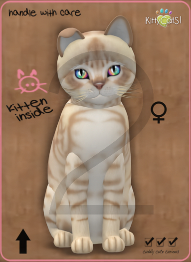 KittyCatS Box - 9T-F Australian Mist - Fawn / Normal - Twinkle - Bent Boo Boo