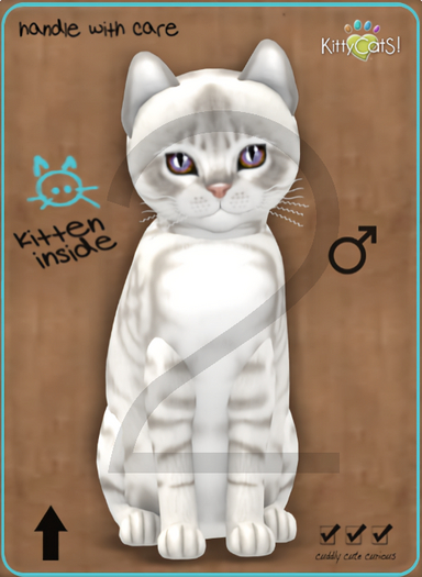 KittyCatS Box - 9T-M Australian Mist - Snow / Normal - Twinkle - Frisky