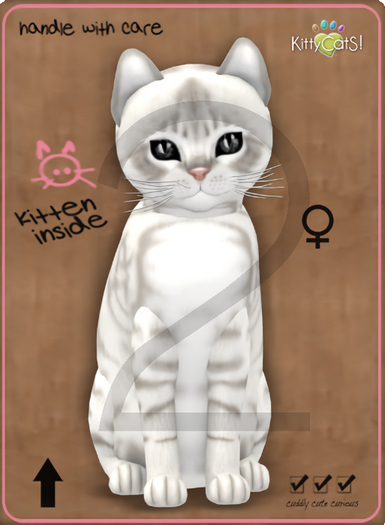 KittyCatS Box - 9T-F Australian Mist - Snow / Normal - Porcelain - Frisky