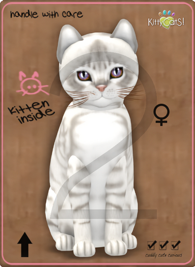 KittyCatS Box - 9T-F Australian Mist - Snow / Normal - Twinkle - Sassy