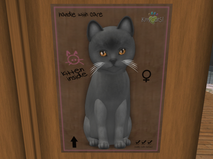 KittyCatS Box - New Born Kitten