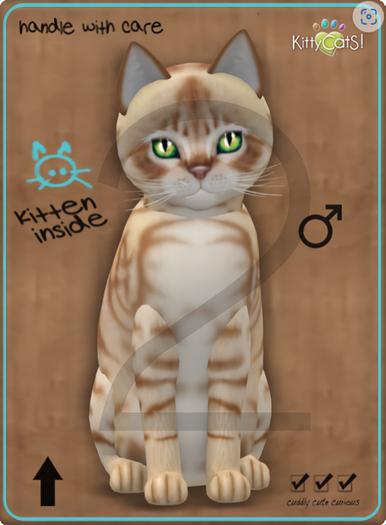 KittyCatS Box - 8T-M Australian Mist - Light Choc. Marble / Natural - Mysterious