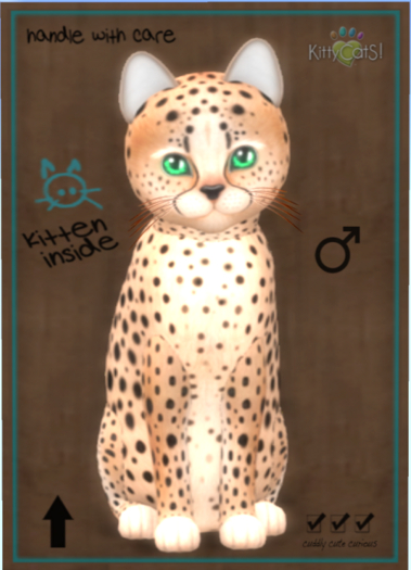 KittyCatS Box - Cheetah! - Au Natural