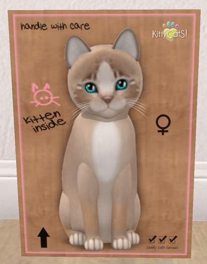 KittyCatS Box - New Born Kitten