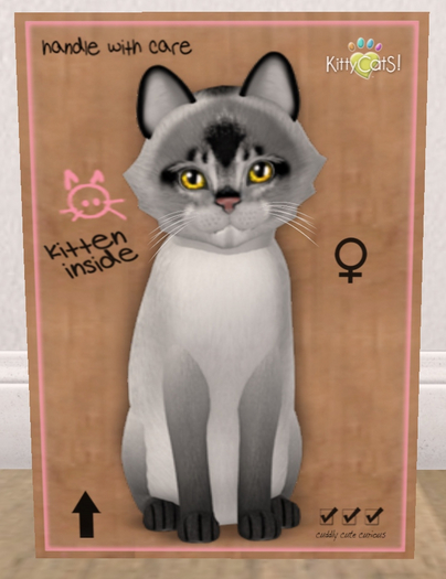 KittyCatS Box - New Born Kitten