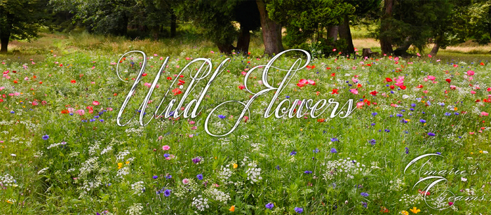 ~AD~ Backdrop Wild Flowers