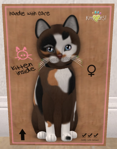 KittyCatS Box - New Born Kitten