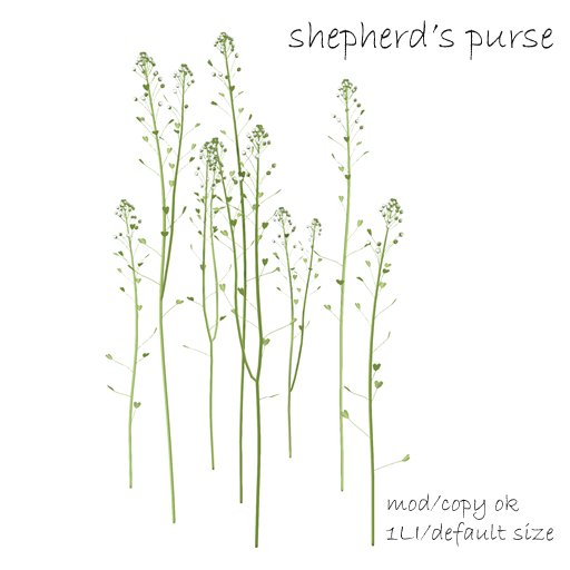 *N*shepherd's purse Rez