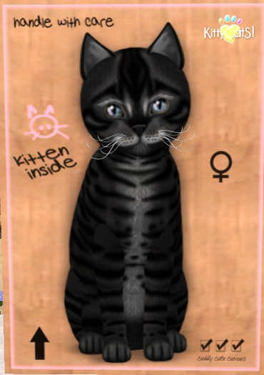 KittyCatS Box - New Born Kitten