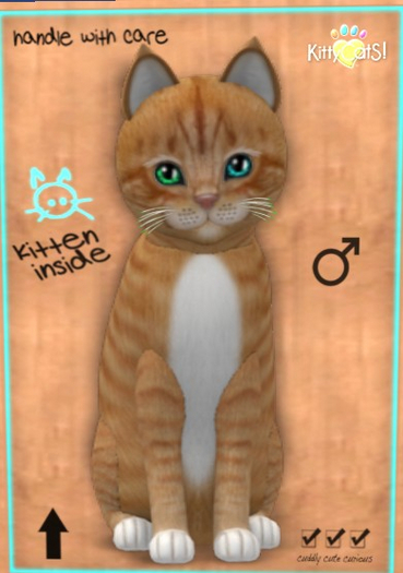 KittyCatS Box - New Born Kitten