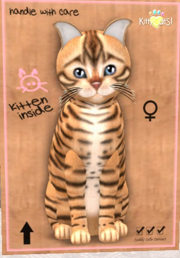 KittyCatS Box - New Born Kitten