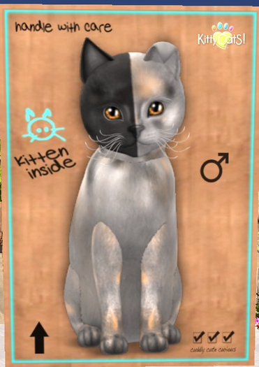 KittyCatS Box - New Born Kitten
