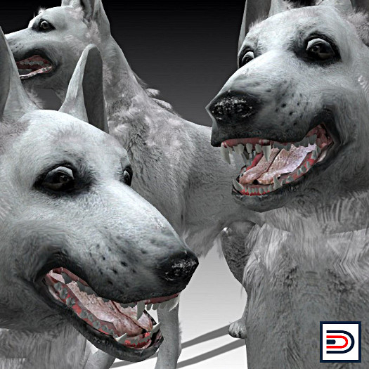 [Danielito] White German Shepherd