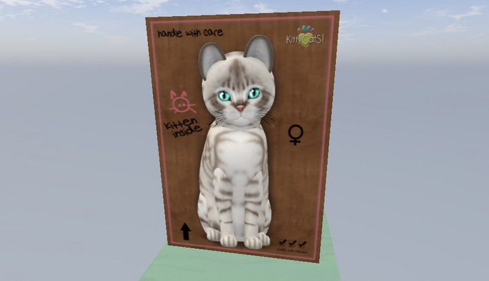 KittyCatS Box - Female - Australian Mist - Blue Marble