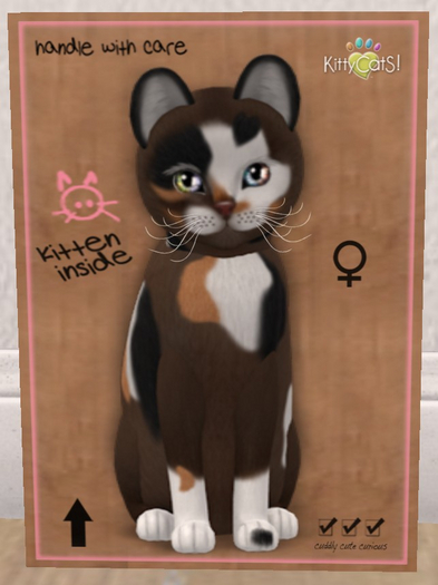 KittyCatS Box - New Born Kitten