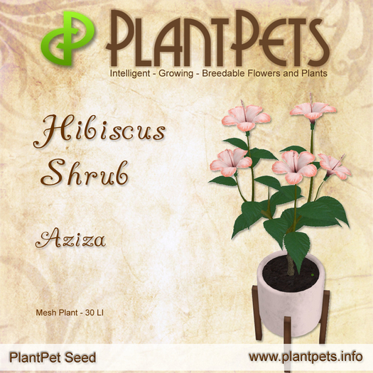 PlantPet Seed [Hibiscus Shrub *Aziza*]