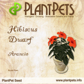 PlantPet Seed [Hibiscus Dwarf *Arancio*]